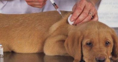 Saiba a importância da vacinação em cães e gatos